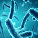 Lactobacillus Paracasei