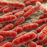 Lactobacillus Reuteri